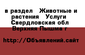  в раздел : Животные и растения » Услуги . Свердловская обл.,Верхняя Пышма г.